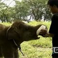 Indonezijoje vykdoma dramblių veisimo programa