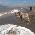 Nauja mįslė: Rusijos pakrantėje rasti dar vienos neidentifikuotos jūrų pabaisos palaikai