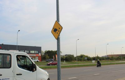 Klaipėdos vairuotojai perspėjami apie gulbes kelyje
