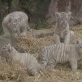 Buenos Airių zoologijos sode pristatyti reti baltieji tigriukai