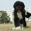 B.Obamos šuo Vašingtone ieškojo velykinių kiaušinių