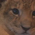 Laukinės gyvūnijos parke akį traukia 6 naujagimiai liūtukai
