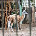 Kauno zoologijos sodo laukia didelės permainos – darbai prasidės artimiausiu metu