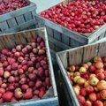 Rudens derliaus fiesta - 50 obuolių veislių vienoje vietoje