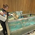 Vilniuje atidarytas didžiausias šalyje gyvūnų gydymo ir sveikatinimo kompleksas: čia gydo net krevetes