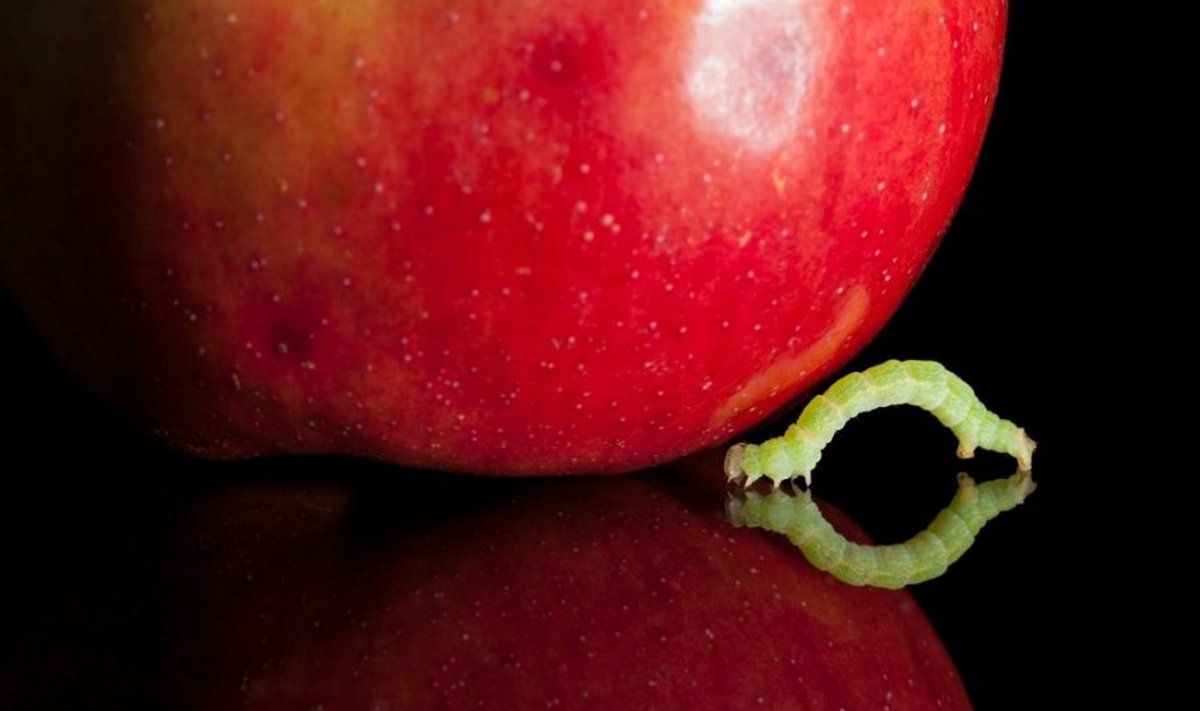 Kirmėlaitė vaisiuje ar daržovėje - natūralumo požymis?