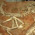 Mongolijai grąžinamos kontrabandininkų išgabentos dinozaurų fosilijos