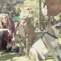 San Diego zoologijos sode - gepardų ir šunų draugystė