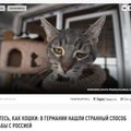 Частичная ложь: для борьбы с Россией немцам предложили мыться по-кошачьи