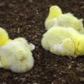 Paukštynas iš arti: kodėl mėsiniai viščiukai išauga taip greitai?