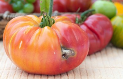 Prisirpęs sukirmijęs pomidoras