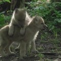 Pažiūrėkite, kaip Belgijos laukinės gyvūnijos parke žaidžia vilkiukai