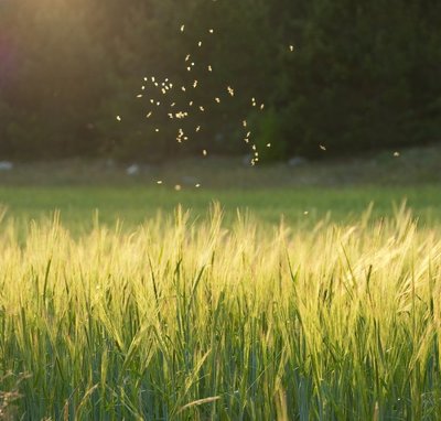 Atostogaujantys prie Nemuno šiemet sulauks mašalų antplūdžio