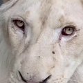 Itin reti baltieji liūtai rado naujus namus Venesuelos zoologijos sode