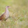 Saugomas paukštis, kurio giesmės skamba laukuose: pamatyti pasiseka retam