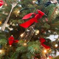 Kalėdų eglutės tradicija: nuo ko viskas prasidėjo?