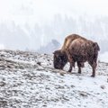 Nacionalinis parkas ruošiasi nušauti beveik 1000 bizonų