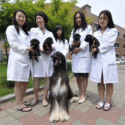 Klonuotas šuo Snuppy ir keturi klonuoti šuniukai