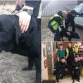 Policijos pareigūnai mokymų metu išgelbėjo nusilpusį šunį