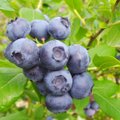 Siūloma PVM lengvata lietuviškiems vaisiams, uogoms ir daržovėms