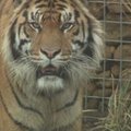 Londono zoologijos sode – dviejų Sumatros tigrų piršlybos