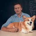 Skandalingas A. Navalno tyrimas apie V. Putino patikėtinį: tokio įžūlumo dar reikia paieškoti