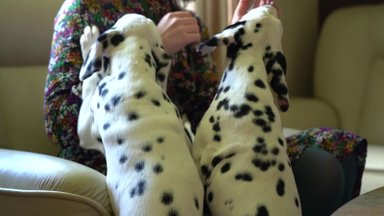 Dalmatinų veislės šunys Dalią tiesiog užbūrė: kai namuose buvo gedulo nuotaika, jie jai atsiuntė svarbų ženklą