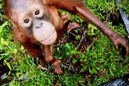 Orangutanas