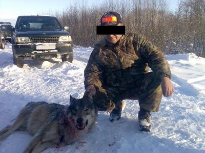 Ukmergės rajono medžiotojas giriasi patiesęs 4 vilkus vien per sausio mėnesį 