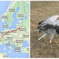 GPS siųstuvas parodė, kur žiemoja Lietuvos gervė