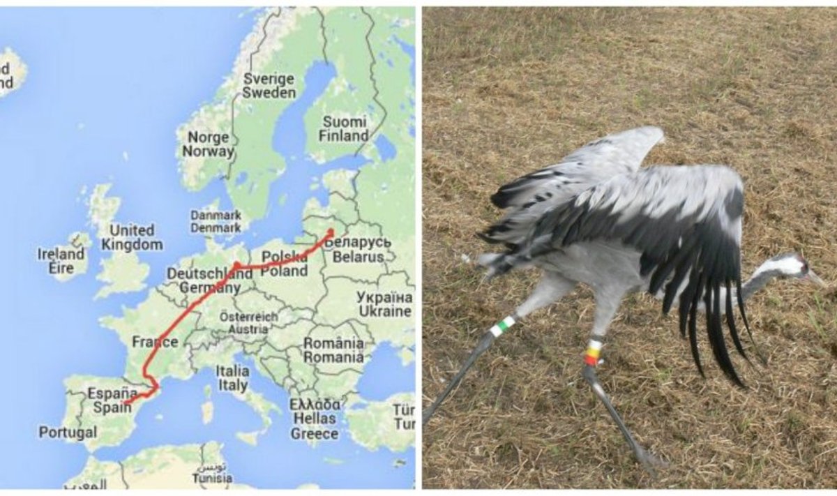 GPS siųstuvas parodė, kur išskrido Lietuvos gervė