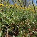 Krekenavos regioniniame parke pražydo ypatingos gėlės: tikisi apsaugoti nuo žmonių