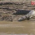 Prie nuošalios Australijos salos baidarininką persekiojo krokodilas