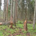 Miškininkai gelbės spygliuočių medynus: apniko medžių liemenų kenkėjas