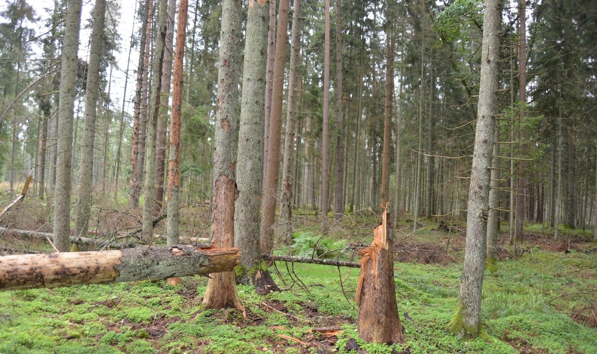 Kenkėjų pažeisti medžiai
