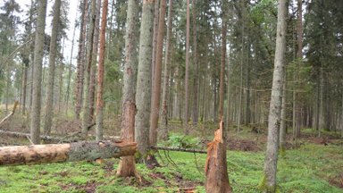 Miškininkai gelbės spygliuočių medynus: apniko medžių liemenų kenkėjas