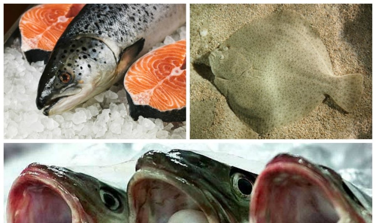 Lašiša, otas ir menkės - žuvys, kurių patariama vengti (Shutterstock/ Reuters/Scanpix ir Creative Commons nuotr.)