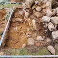 Audros nuverstas medis Ignalinos rajone atvėrė ilgai laikytą paslaptį: po šaknimis aptikti vaikų ir suaugusių žmonių kaulai