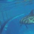San Diege pasaulį išvydo delfino jauniklis