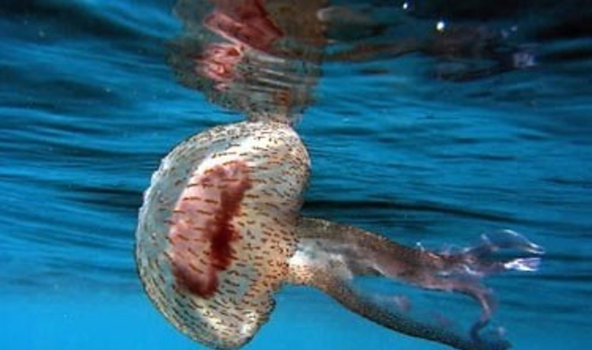 Adrijos jūroje pastaraisiais mėnesiai pastebėtas medūzų pagausėjimas vėl privertė mokslininkus susimąstyti apie globalinį atšilimą.