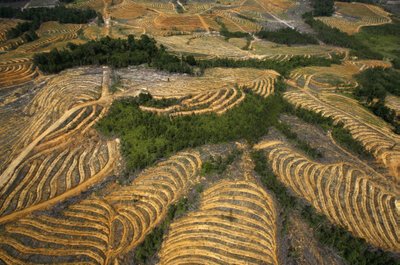 Palmių plantacija