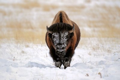 Bizonas Yellowstono nacionaliniame parke, JAV