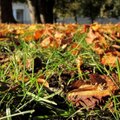 Profesionalus sodininkas pataria: ką daryti su nukritusiais lapais ir kodėl geriau jų nedeginti