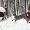 Miško žvėrims sniegas baisesnis nei šalčiai