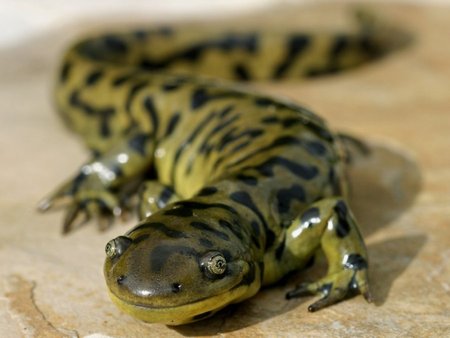 Ką slepia paslaptinga tigrinės salamandros šypsena? Ji žino, kaip trumpam "pakeisti lytį"