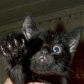 Juodas katinėlis, kuriam jau laikas namo
