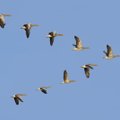Ornitologas papasakojo apie iššūkių kupiną paukščių migraciją: kartais baigiasi ir kuriozinėmis istorijomis