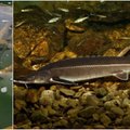 Mokslininkai: kasmet į Nemuną būtų galima įveisti iki 30 000 eršketinių žuvų