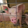 Lenkija nebeįsileidžia lietuviškos kiaulienos