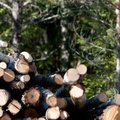 Lietuvos miškų nelaimė - nelegalus jų kirtimas ir medienos grobstymas